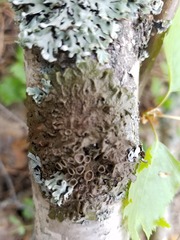 Melanohalea olivacea