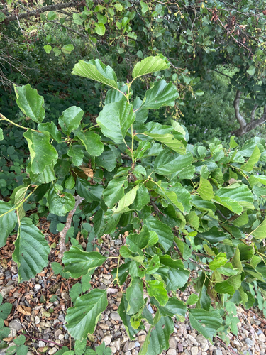 common alder