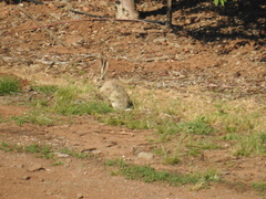 Lepus capensis