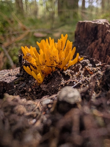 Jelly-antler