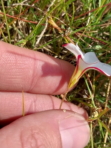 Oxalis versicolor