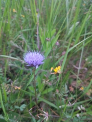 Jasione