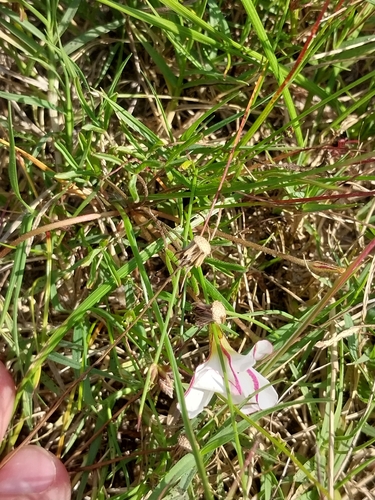 Oxalis versicolor, photograph 2