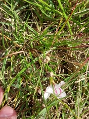 Oxalis versicolor, photograph (c) De Waal Hugo, some rights reserved (CC BY)