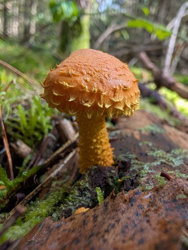 flaming scalycap