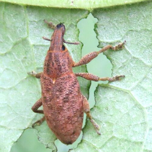 Large Thistle Weevil