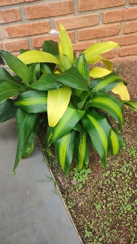 cornstalk dracaena