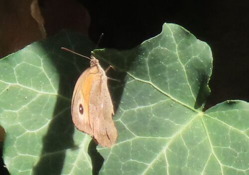 Meadow Brown
