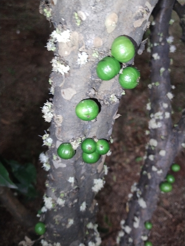 Jaboticaba (Plinia cauliflora)