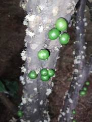 Plinia cauliflora
