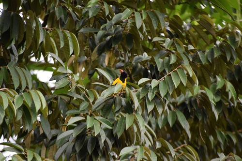 Black-hooded Oriole