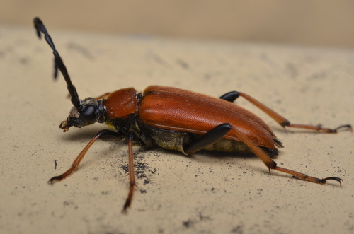 Red Pine Longhorn Beetle