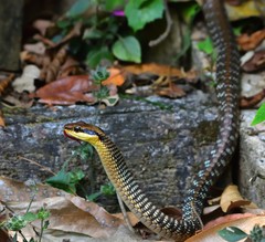 Dendrelaphis ngansonensis