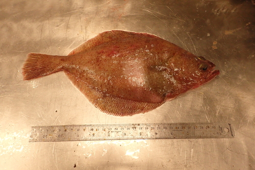Hippoglossoides observed 2026-09-01