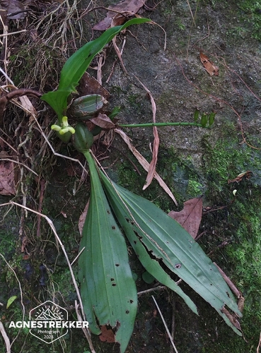 Eria scabrilinguis