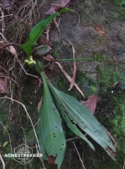 Eria scabrilinguis