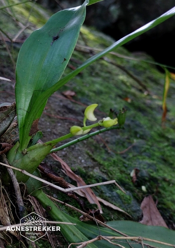 Eria scabrilinguis, photograph 2