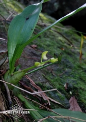 Eria scabrilinguis, photograph author not stated, no rights reserved