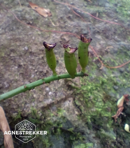 Eria scabrilinguis, photograph 3