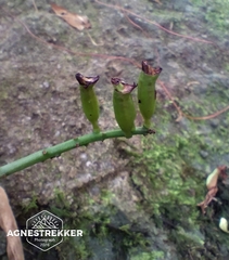 Eria scabrilinguis, photograph author not stated, no rights reserved