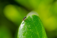 Theridiidae