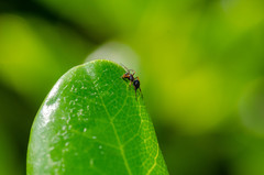 Theridiidae