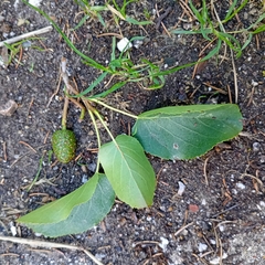 Alnus cordata, photograph (c) Aaron Chidwick, some rights reserved (CC BY)