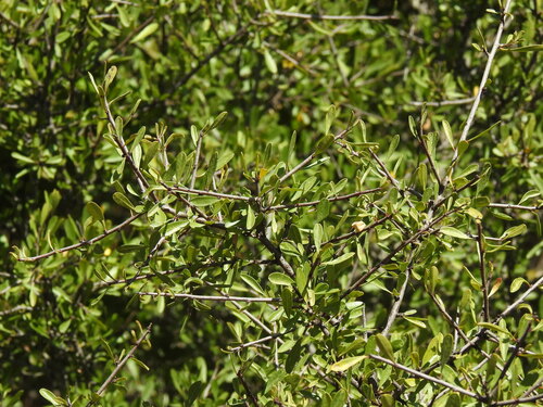 Rhamnus oleoides, photograph 2