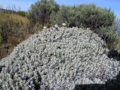 Helichrysum newii