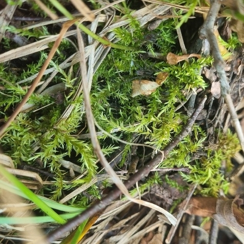 Calliergon cordifolium observed 2026-08-27