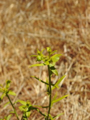 Euphorbia boetica