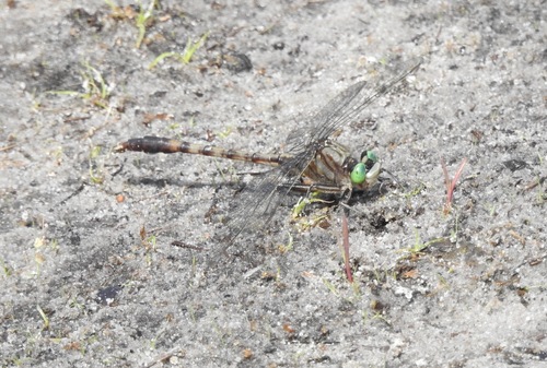 Gray-green Clubtail photo 5