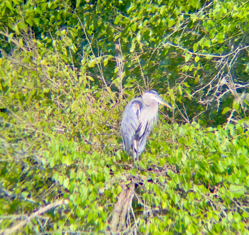 Great Blue Heron