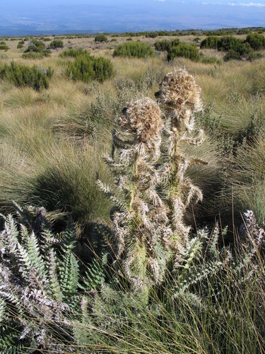 Afroalpine Thistle