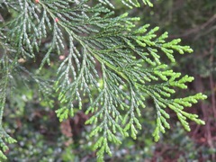 Chamaecyparis obtusa