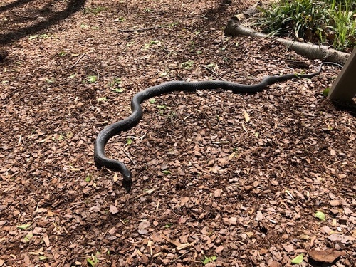 North American Racer photographed in Delaware