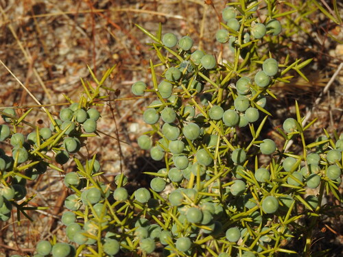 Asparagus aphyllus, photograph 4