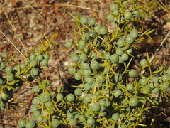 Asparagus aphyllus, photograph (c) Duarte Frade, some rights reserved (CC BY)