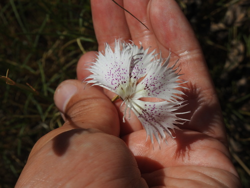 Dianthus broteri