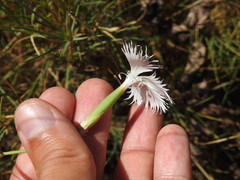 Dianthus broteri, photograph (c) Duarte Frade, some rights reserved (CC BY)