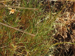 Dianthus broteri, photograph (c) Duarte Frade, some rights reserved (CC BY)