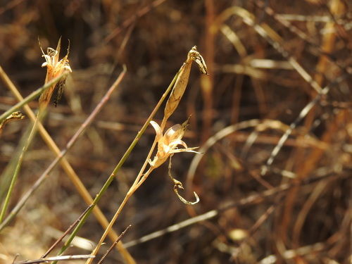Dianthus broteri, photograph 3