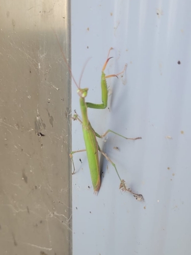 European Mantis