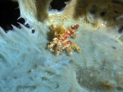 Camposcia retusa