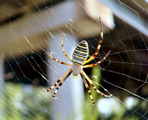 Wasp Spider