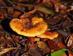Austropaxillus muelleri