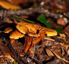 Austropaxillus muelleri