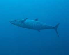 Scomberomorus commerson