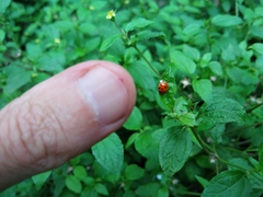 Harmonia axyridis