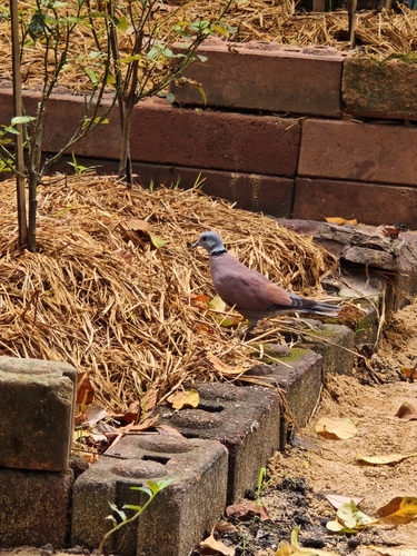 Red Collared-Dove